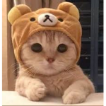 Lightning Cat