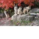 HiccupHug's wolf pack