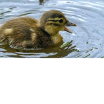 TheLuckyDuckyClan