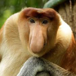 The Proboscis Monkey Fan Club