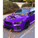 Purple gangster Xd