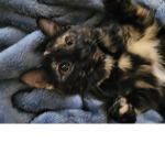Proudfurry