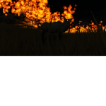 +~+Bush Fire+~+