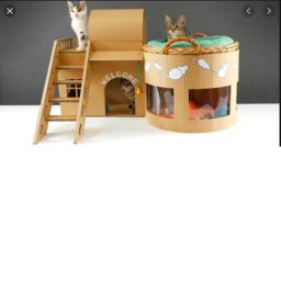 Cat hangout!