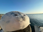 just for people who like penguins