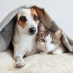 The Pet More group