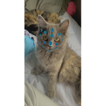 CatsPreppy