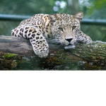 Animal luvers group :D