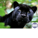 Big black panther