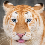 Tiger's Shop