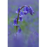 The Bluebell Squad For You