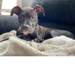 I LOVE PUPPIES!!!