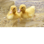DUCK WORLD WAR