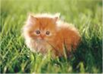 Cats and kittens club