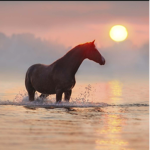 Flowing River Stables