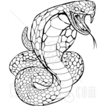 Raged White Cobra