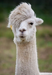 llama fan clubb