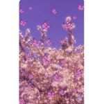 Bubblegum.x.x