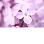 Lila’s lilacs