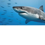 The dark Shark Squad.