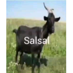 None sense group