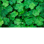 Clovers Clan