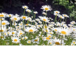 Daisy Clothing Store