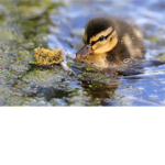 Ducklings' Group