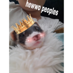 The ferret Clan