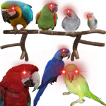 Bird Siblings