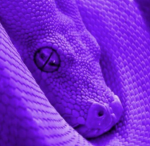 SnakeKing0705