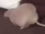 Fat Rat Studios Official