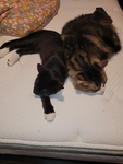 Pls join all cats