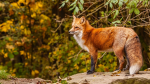 fox freinds!