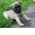 Pug Fan Group