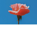 Flowers (;