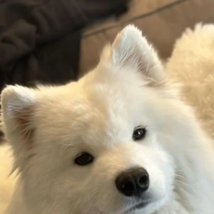 MytS In Your Area Roblox group icon