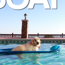 BOAT DOG