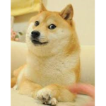 #DA_REAL_XDOG