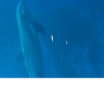 Dolphin Nation(Best)