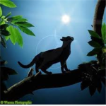 Warrior cats of NatureClan