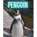 Pengoin fan club