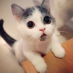 HELLO. IF YOU JOIN YOU GET SOMETHING