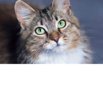 le groupe des chatons mignons 124