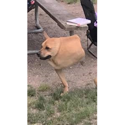 Chicken(face reveal)