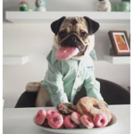 PUG studios!!!!