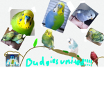 Budgies United!!!!