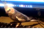 THE birb game Group.