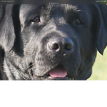 dog fam the only 1one