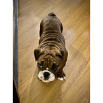 English bulldog buds